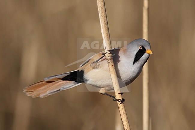 Mannetje Baardman in rietveld; Male Bearded Reedling in reedbed stock-image by Agami/Chris van Rijswijk,