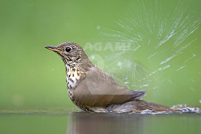 Song Thrush, Turdus philomelos stock-image by Agami/Jari Peltomäki,