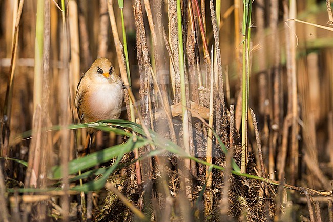 Bearded Reedling (Panurus biarmicus ssp. biarmicus), Germany, 1st cy male, moulting and perched in reed stock-image by Agami/Ralph Martin,