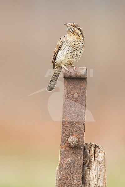  stock-image by Agami/Alain Ghignone,