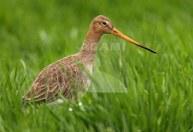 Grutto in weiland; Black-tailed Godwit in meadow stock-image by Agami/Hans Gebuis,