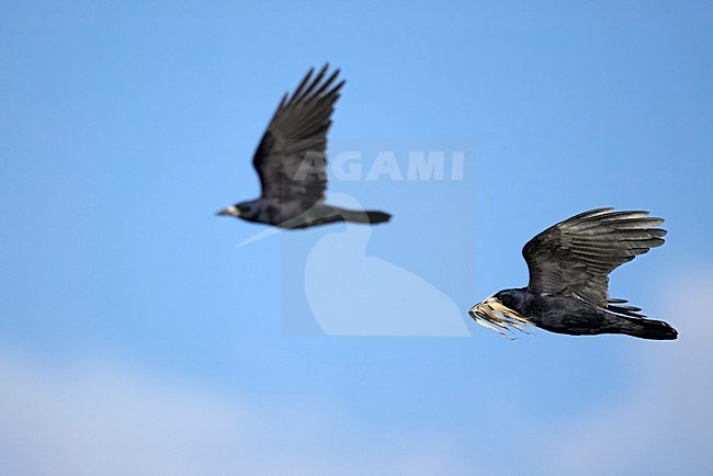 Vliegende Roek met nestmateriaal; Flying Rook with nest material stock-image by Agami/Markus Varesvuo,