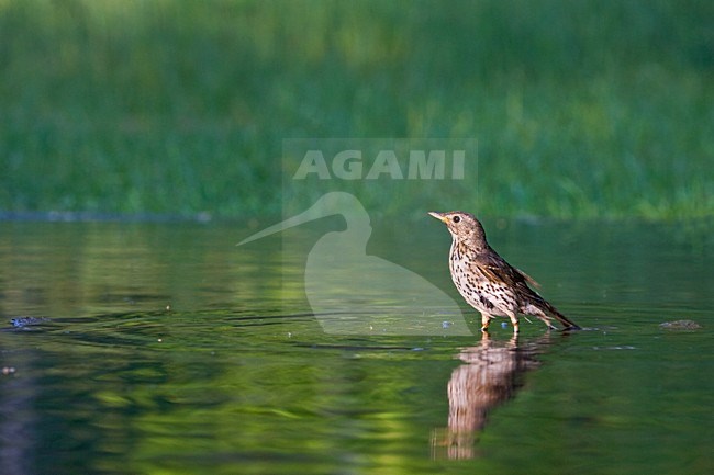 Zanglijster bij drinkplaats; Song Thrush at drinking site stock-image by Agami/Marc Guyt,