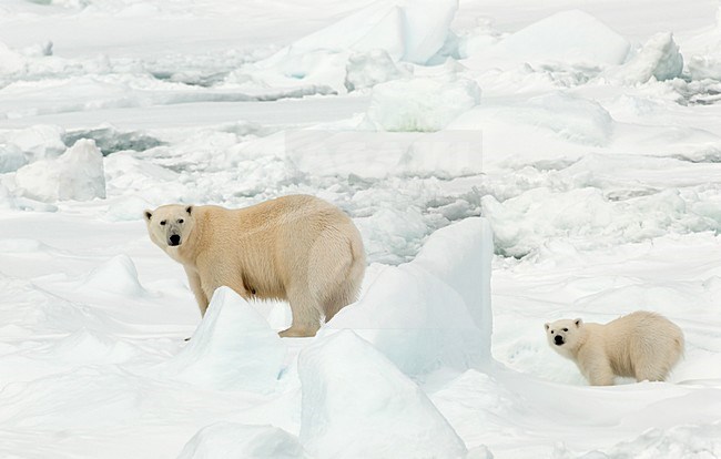 Vrouwtje IJsbeer met jong, Polar Bear female with cub stock-image by Agami/Roy de Haas,