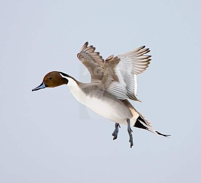 Northern Pintail male flying; Pijlstaart man vliegend stock-image by Agami/Marc Guyt,