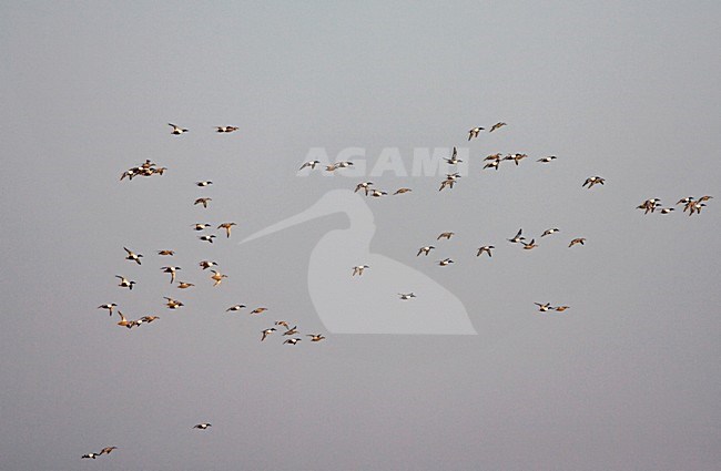 Northern Shoveler group flying; Slobeend groep vliegend stock-image by Agami/Marc Guyt,