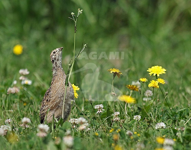 Juvenile Grey Partridge (Perdix perdix) looking for insects in Dutch meadow. stock-image by Agami/Renate Visscher,