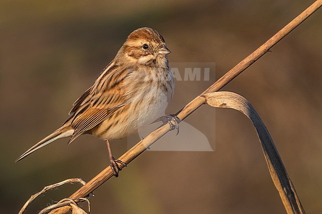 Female European Reed Bunting (Emberiza schoeniclus) wintering in Italy. stock-image by Agami/Daniele Occhiato,