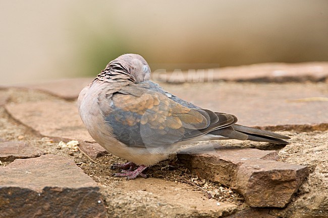 Palmtortel, Laughing Dove, Streptopelia senegalensis stock-image by Agami/Marc Guyt,