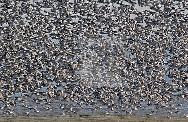 Red Knot and Dunlin on high water rest area on Griend, Netherlands stock-image by Agami/Rene Pop ,