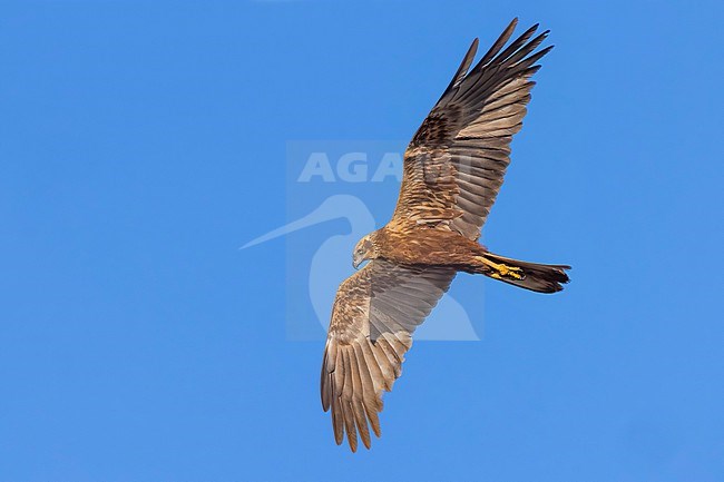 Female Marsh Harrier (Circus aeruginosus) in Italy. stock-image by Agami/Daniele Occhiato,