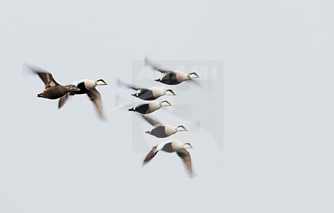 Groep Eiders in de vlucht; Flock of Common Eiders in flight stock-image by Agami/Markus Varesvuo,