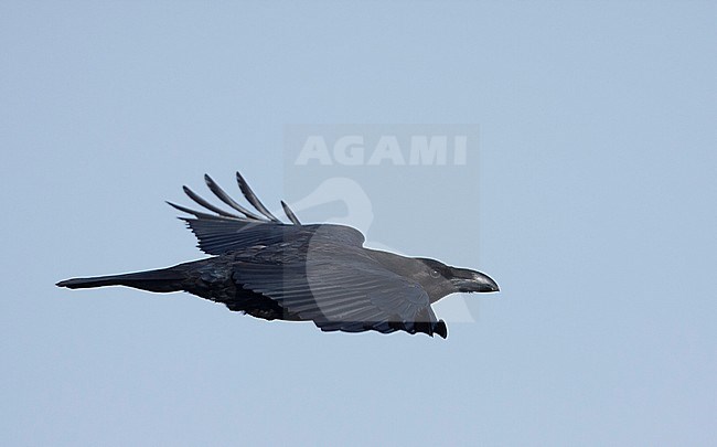 Common Raven, raaf, Corvus corax ssp. hispanus, Mallorca stock-image by Agami/Ralph Martin,