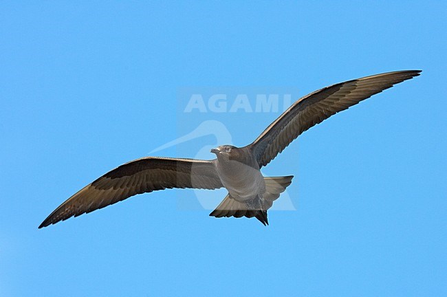 Vliegende Kleine Jager; Flying Parasitic Jaeger stock-image by Agami/Jari Peltomäki,