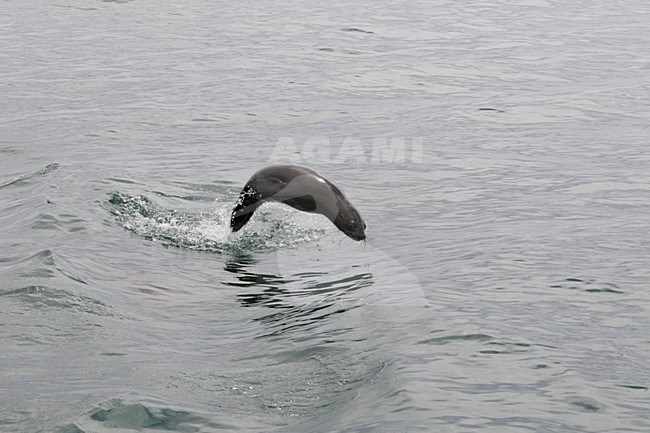 Kaapse pelsrob uit zee springend, Cape Fur Seal jumping out of the sea stock-image by Agami/Wil Leurs,