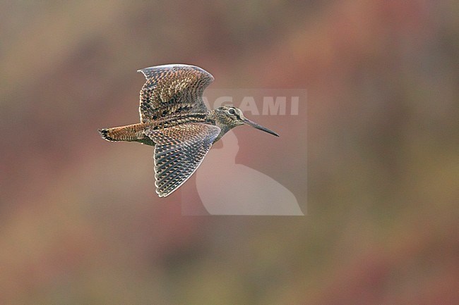 Eurasian Woodcock (Scolopax rusticola) in flight against autumn coloured Helgoland as a background, Germany. Woodcock in flight is rarely photographed. stock-image by Agami/Harvey van Diek,