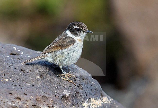 First winter male Fuerteventura Chat sitting on a rock in a rocky  gully near Puerto del Rosario, Fuerteventura, Canary Islands. December 27, 2017. stock-image by Agami/Vincent Legrand,