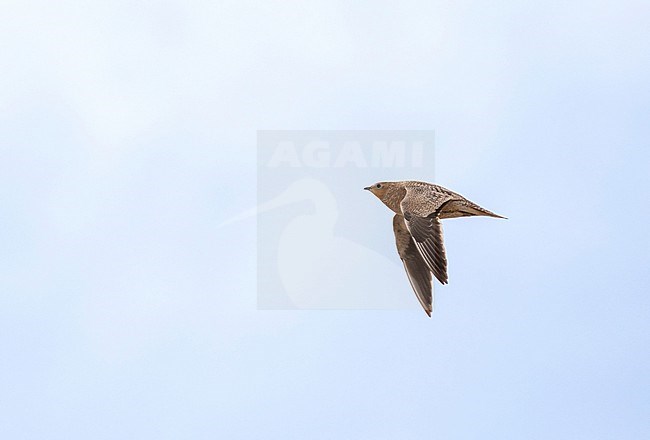 Crowned Sandrgouse (Pterocles coronatus) in Iran. Female in flight. stock-image by Agami/Pete Morris,