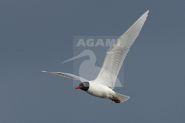 Zwartkopmeeuw volwassen vliegend; Mediterranean Gull adult flying stock-image by Agami/Jari Peltomäki,
