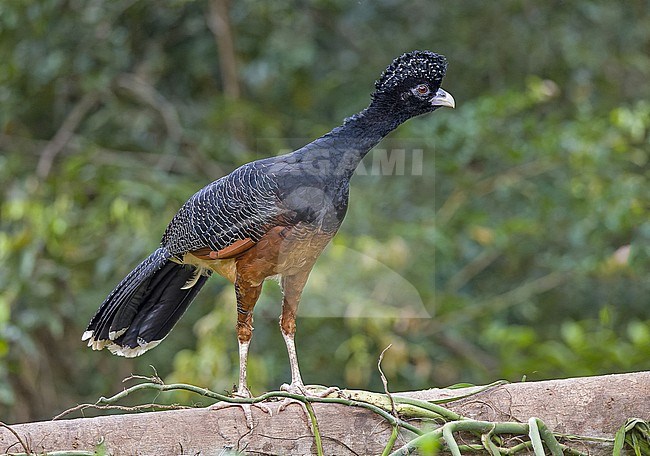 Critically Endangered female Blue-billed curassow (Crax alberti) in Colombia. stock-image by Agami/Pete Morris,