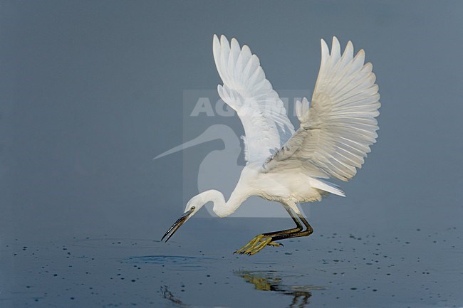 Kleine Zilverreiger; Little Egret stock-image by Agami/Daniele Occhiato,