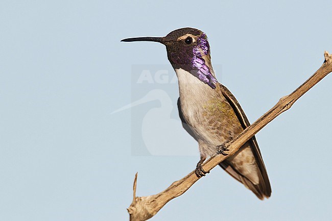 Adult male 
San Diego Co., CA 
April 2011 stock-image by Agami/Brian E Small,