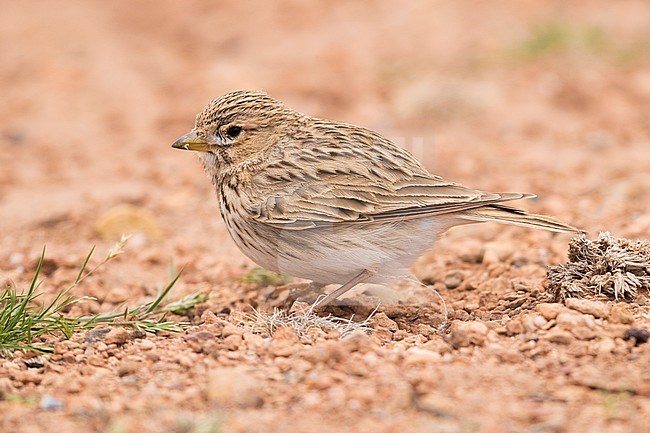 Lesser Short-toed Lark (Alauda rufescens minor), adult standing on the ground stock-image by Agami/Saverio Gatto,