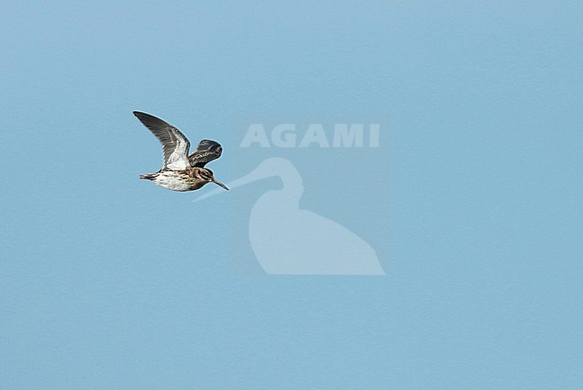 Jack Snipe (Lymnocryptes minimus) in flight, seen from the side and showing underwing. stock-image by Agami/Fred Visscher,