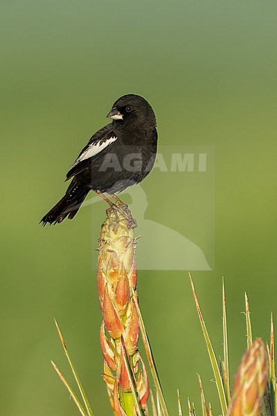 Adult male breeding
Weld Co., CO
June 2023 stock-image by Agami/Brian E Small,