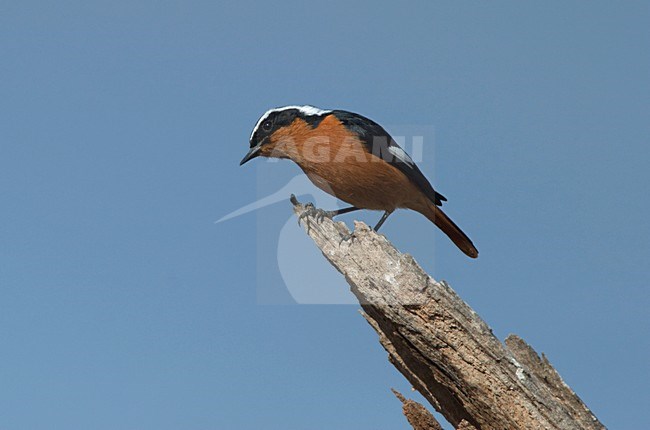 Mannetje Diadeemroodstaart zittend op dikke tak met blauwe lucht als achtergrond. Male Moussier's Redstart sitting on branch against blue sky stock-image by Agami/Ran Schols,