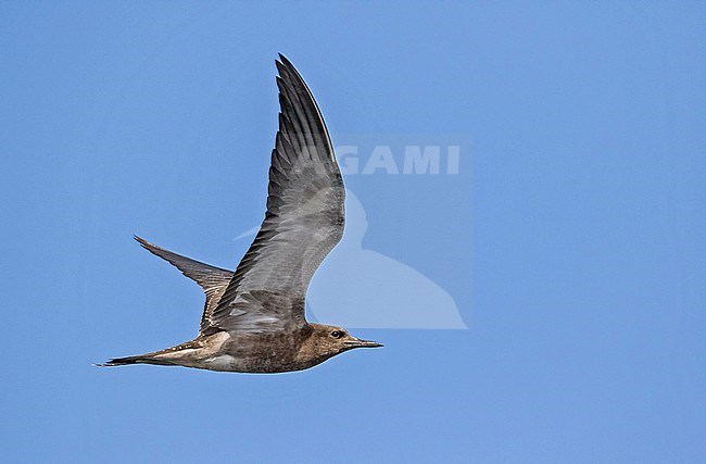 Sooty Tern, Onychoprion fuscatus, in French Polynesia. Juvenile in flight. stock-image by Agami/Pete Morris,