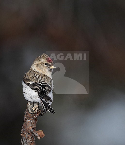 Wintering Arctic Redpoll (Acanthis hornemanni exilipes), at Kaamanen, Ivalo in Finland. stock-image by Agami/Helge Sorensen,