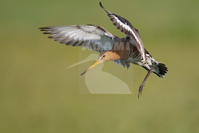 Landende Grutto; Black-tailed Godwit landing stock-image by Agami/Arie Ouwerkerk,