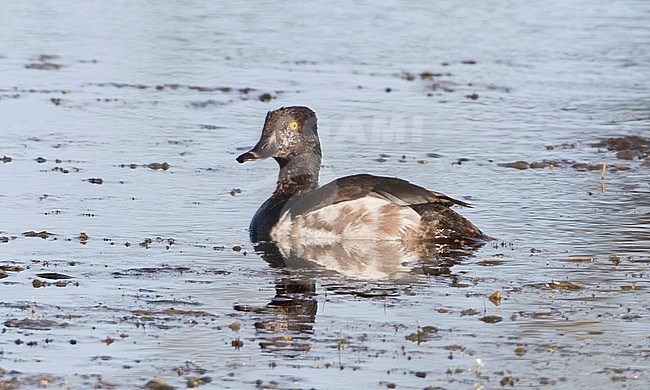 Ring-necked Duck (Aythya collaris) in eclipse plumage stock-image by Agami/Brian Sullivan,