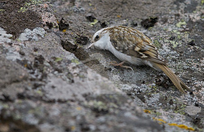 Kortsnavelboomkruiper, Eurasian Treecreeper stock-image by Agami/Markus Varesvuo,