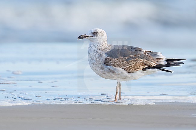 2nd year
Galveston Co., TX
April 2023 stock-image by Agami/Brian E Small,