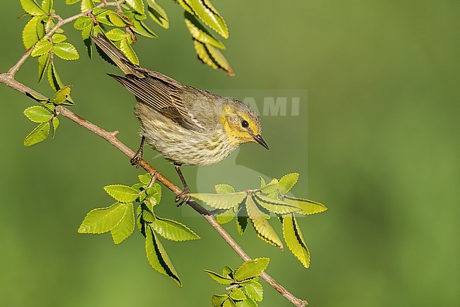 Adult female
Galveston Co., TX
April 2022 stock-image by Agami/Brian E Small,