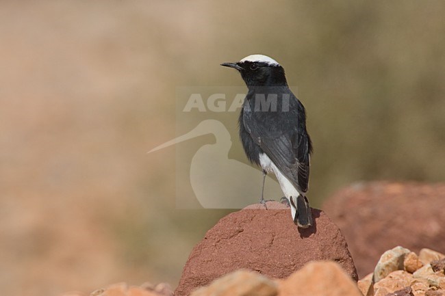 White-crowned Wheatear adult perched; Witkruintapuit volwassen zittend stock-image by Agami/Daniele Occhiato,