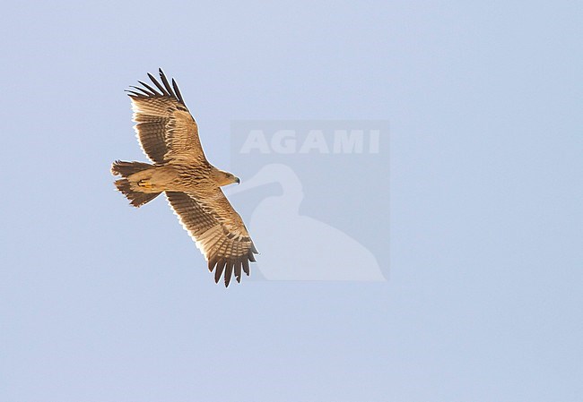 Eastern Imperial Eagle - Kaiseradler - Aquila heliaca, Oman, 2nd cy stock-image by Agami/Ralph Martin,
