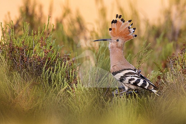 Eurasian Hoopoe (Upupa epops) in Italy. stock-image by Agami/Daniele Occhiato,