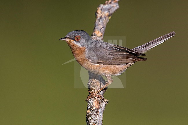 Mannetje Westelijke Baardgrasmus; Male Western Subalpine Warbler stock-image by Agami/Daniele Occhiato,