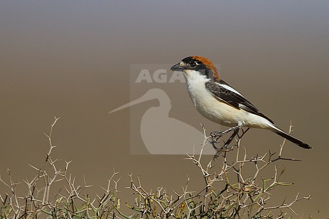 Woodchat Shrike - Rotkopfwürger - Lanius senator ssp. rutilans, Morocco, adult male stock-image by Agami/Ralph Martin,