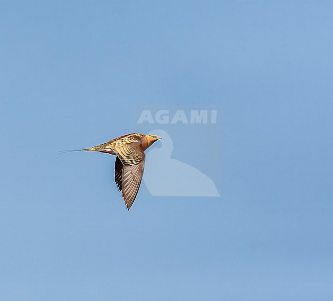 Pin-tailed Sandgrouse (Pterocles alchata) in steppes near Belchite in Spain. stock-image by Agami/Marc Guyt,