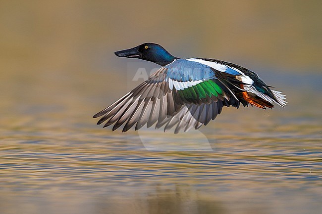 Vliegend mannetje Slobeend; Northern Shoveler male in flight stock-image by Agami/Daniele Occhiato,