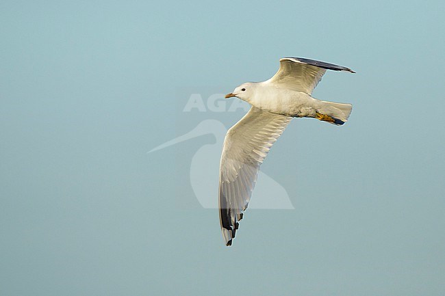 Adult breeding Short-billed Gull, Larus brachyrhynchus, during spring in Alaska, United States. stock-image by Agami/Brian E Small,