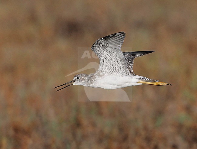 Juveniele Grote Geelpootruiter in vlucht; Juvenile Greater Yellowlegs in flight stock-image by Agami/Mike Danzenbaker,