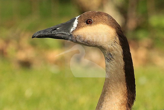 Escaped Swan Goose (Anser cygnoides) in the Netherlands. Closeup of the head and beak. stock-image by Agami/Fred Visscher,