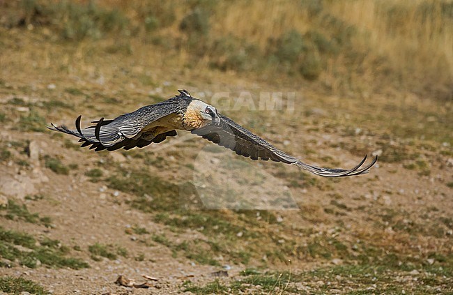 Bearded Vulture in flight, Lammergier in de vlucht stock-image by Agami/Alain Ghignone,