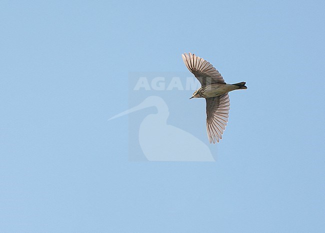 Tree Pipit (Anthus trivialis) in flight over spring migration hotspot Breskens in Zeeland, Netherlands. Seen directly from below. stock-image by Agami/Marc Guyt,