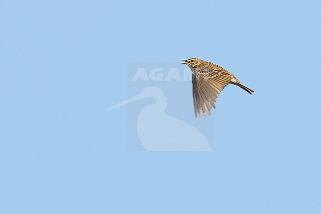 Displaying Meadow Pipit stock-image by Agami/Menno van Duijn,